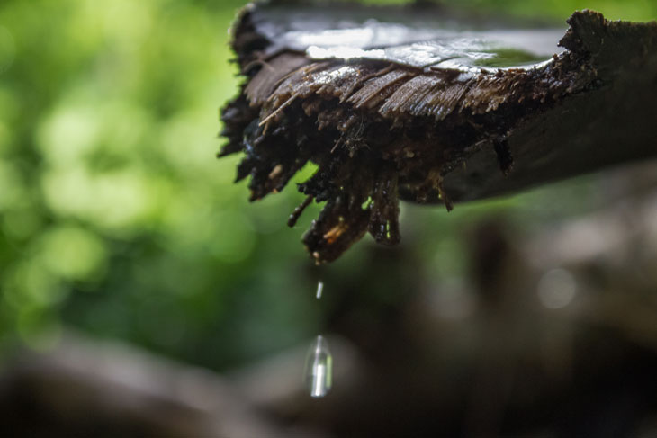 Капающая вода с гнилой древесины